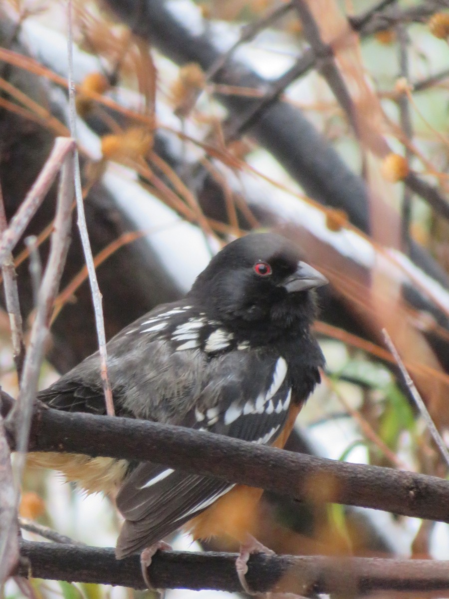 Spotted Towhee - ML140476641