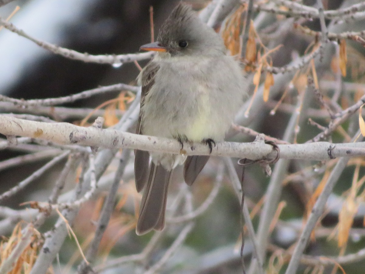 Greater Pewee - ML140477371