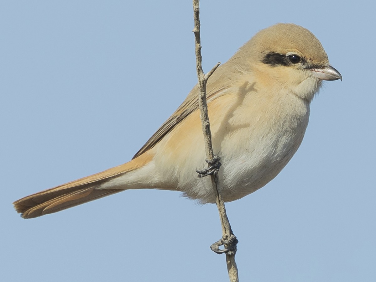 モウコアカモズ - eBird