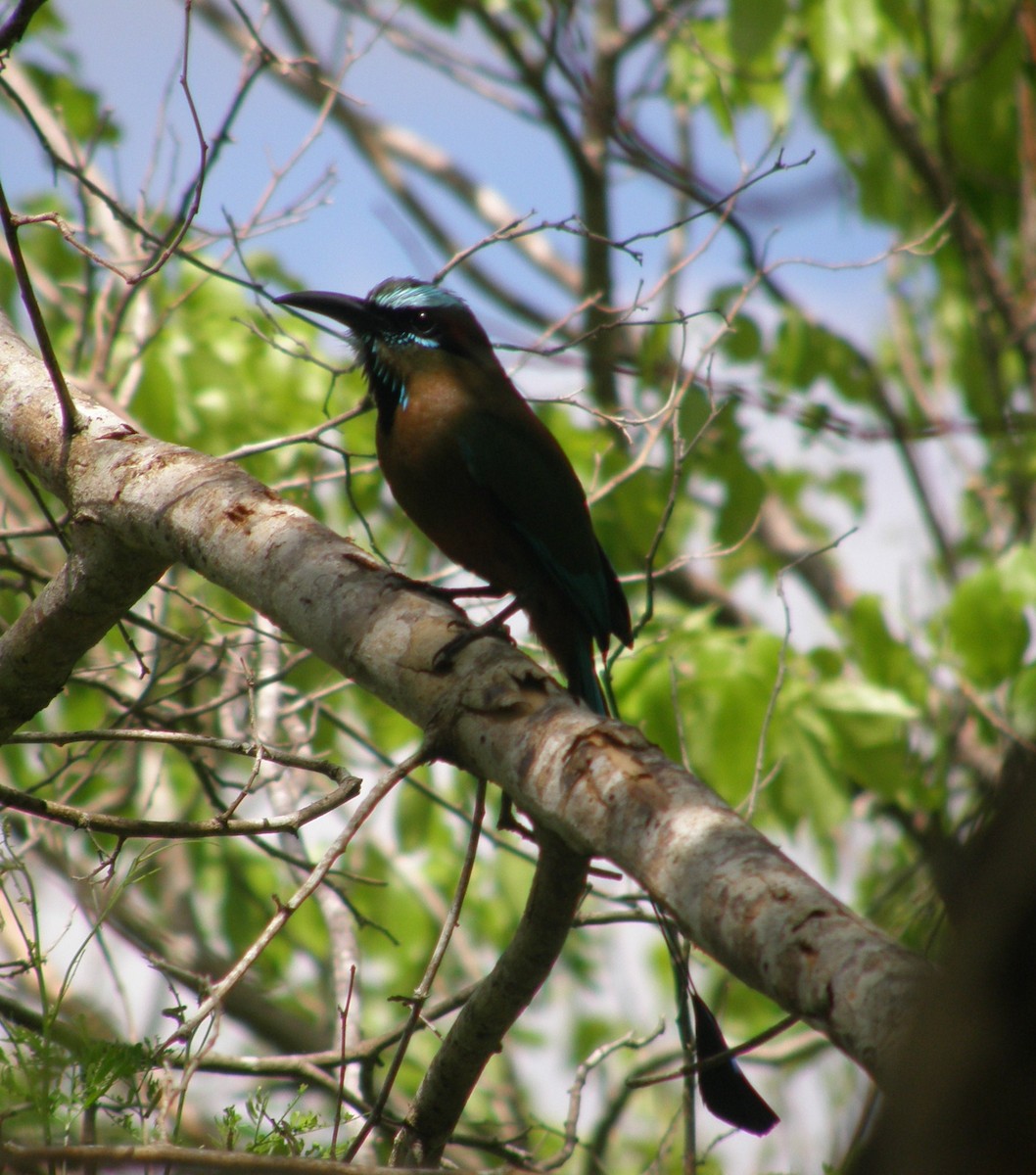 Turquoise-browed Motmot - Stuart Fisher