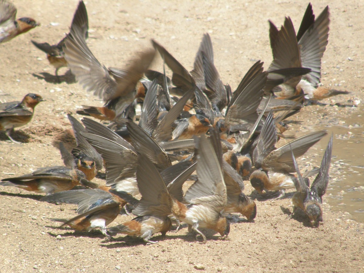 Cave Swallow - ML140479041