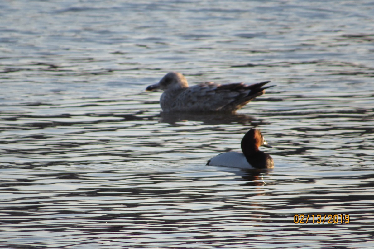 Canvasback - ML140479051