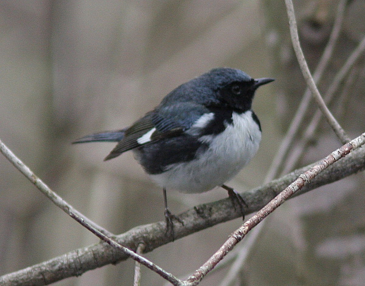 Black-throated Blue Warbler - ML140481711