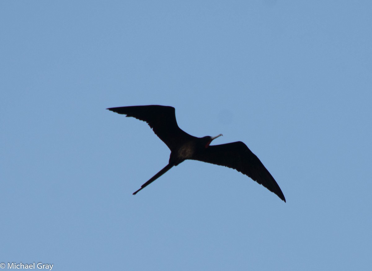 Magnificent Frigatebird - ML140481781