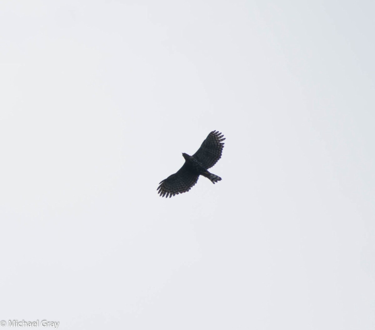 Ornate Hawk-Eagle - ML140481851