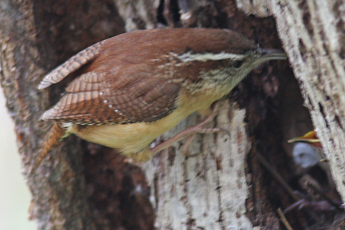 Carolina Wren - ML140483841