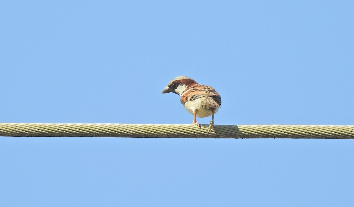 House Sparrow - ML140484191