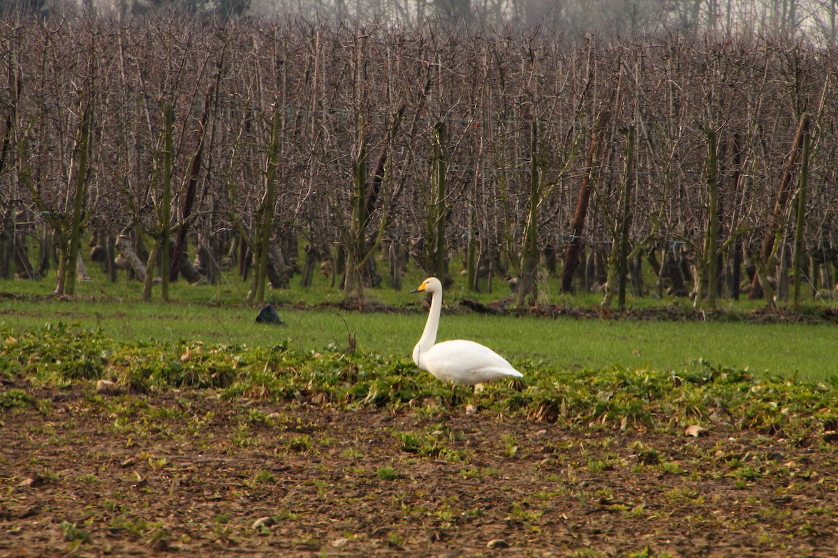 Whooper Swan - ML140484241