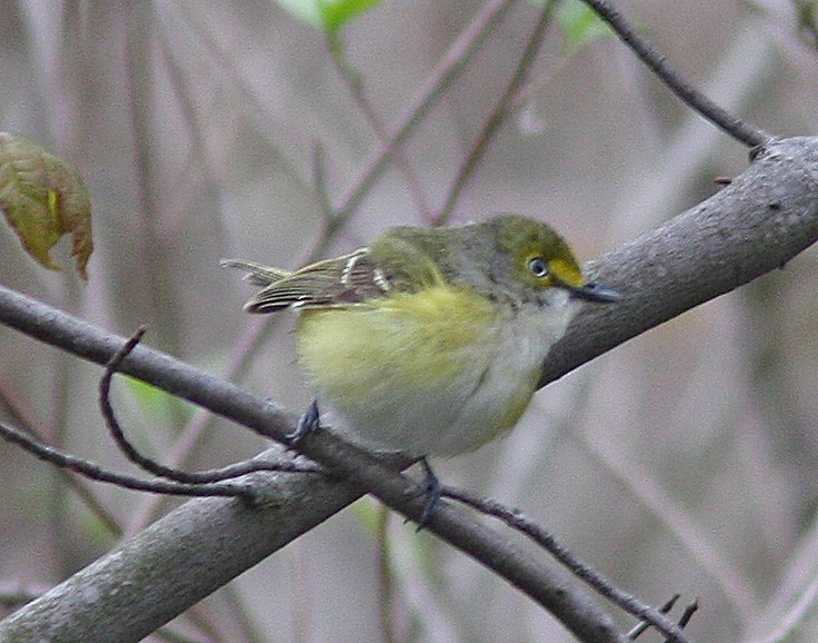 White-eyed Vireo - ML140484691