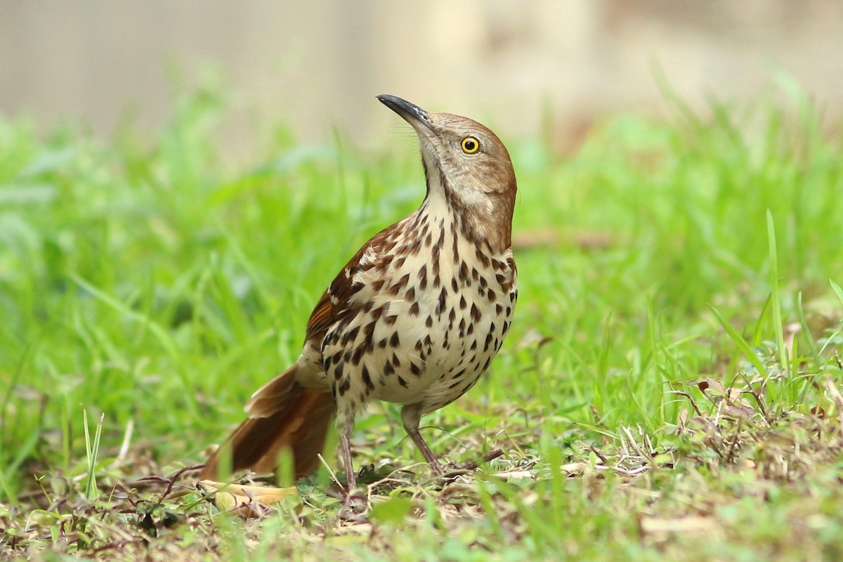 Brown Thrasher - ML140486391