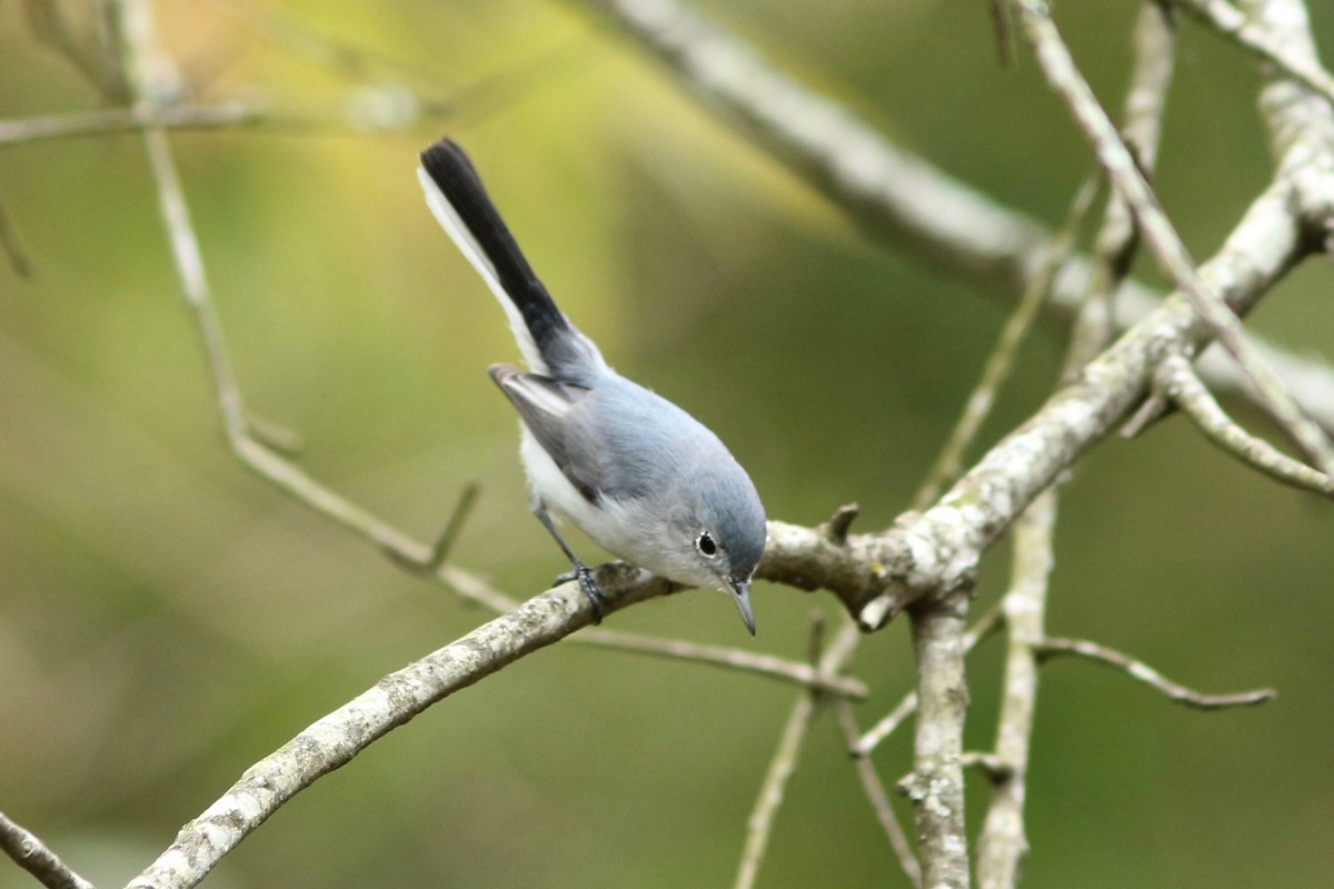 Gobemoucheron gris-bleu - ML140486761