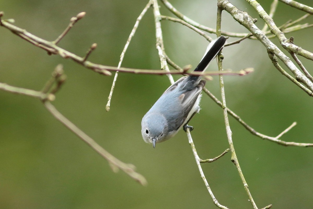 Blue-gray Gnatcatcher - Oscar Johnson