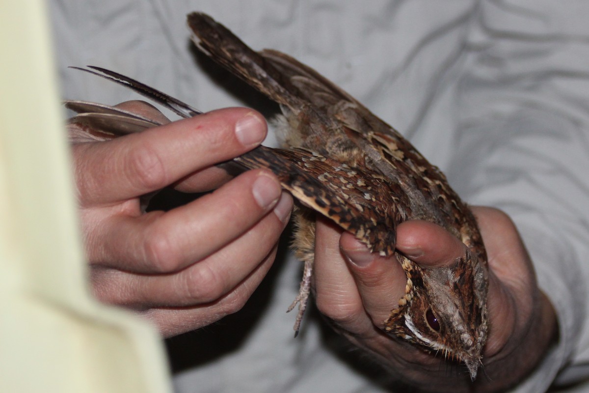 Donaldson Smith's Nightjar - ML140486941