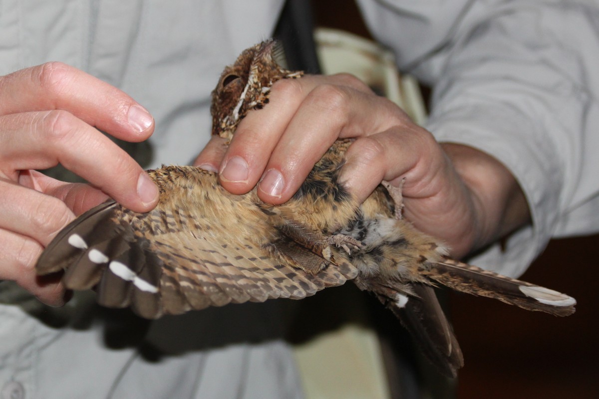 Donaldson Smith's Nightjar - ML140486961