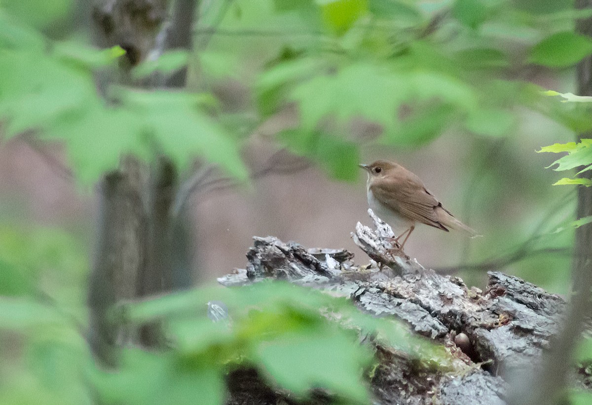 Veery - ML140488231