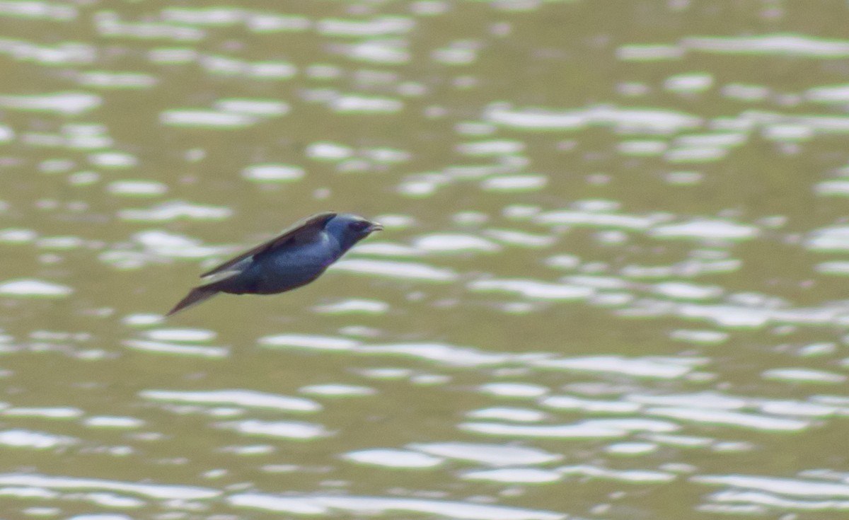 Golondrina Purpúrea - ML140488751