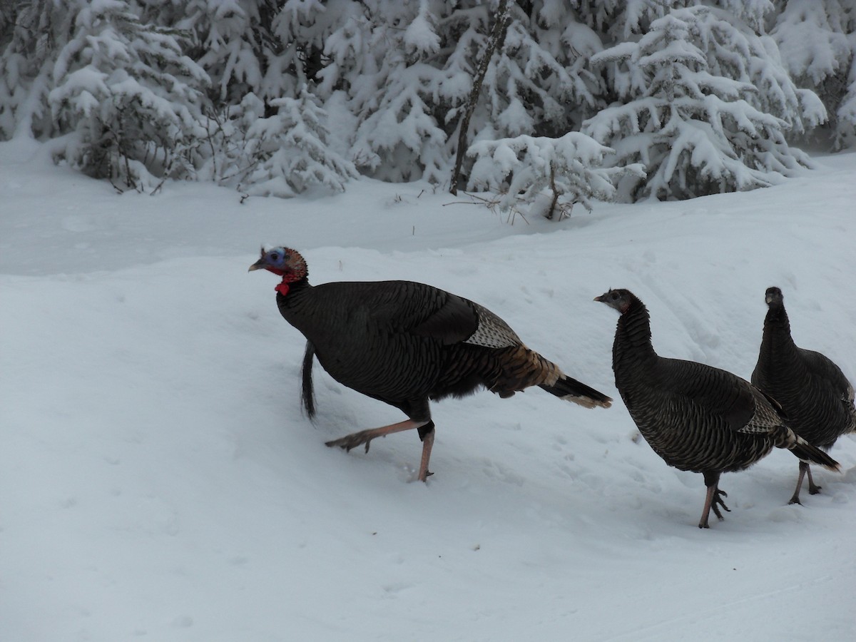 Wild Turkey - ML140490821