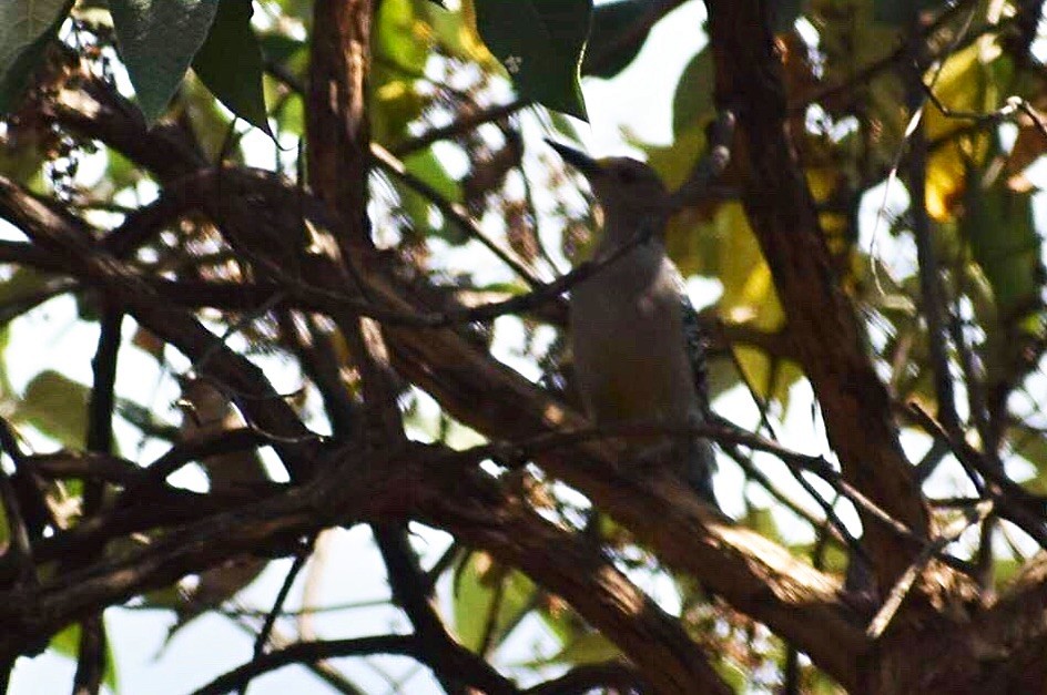 Golden-fronted Woodpecker - ML140490831