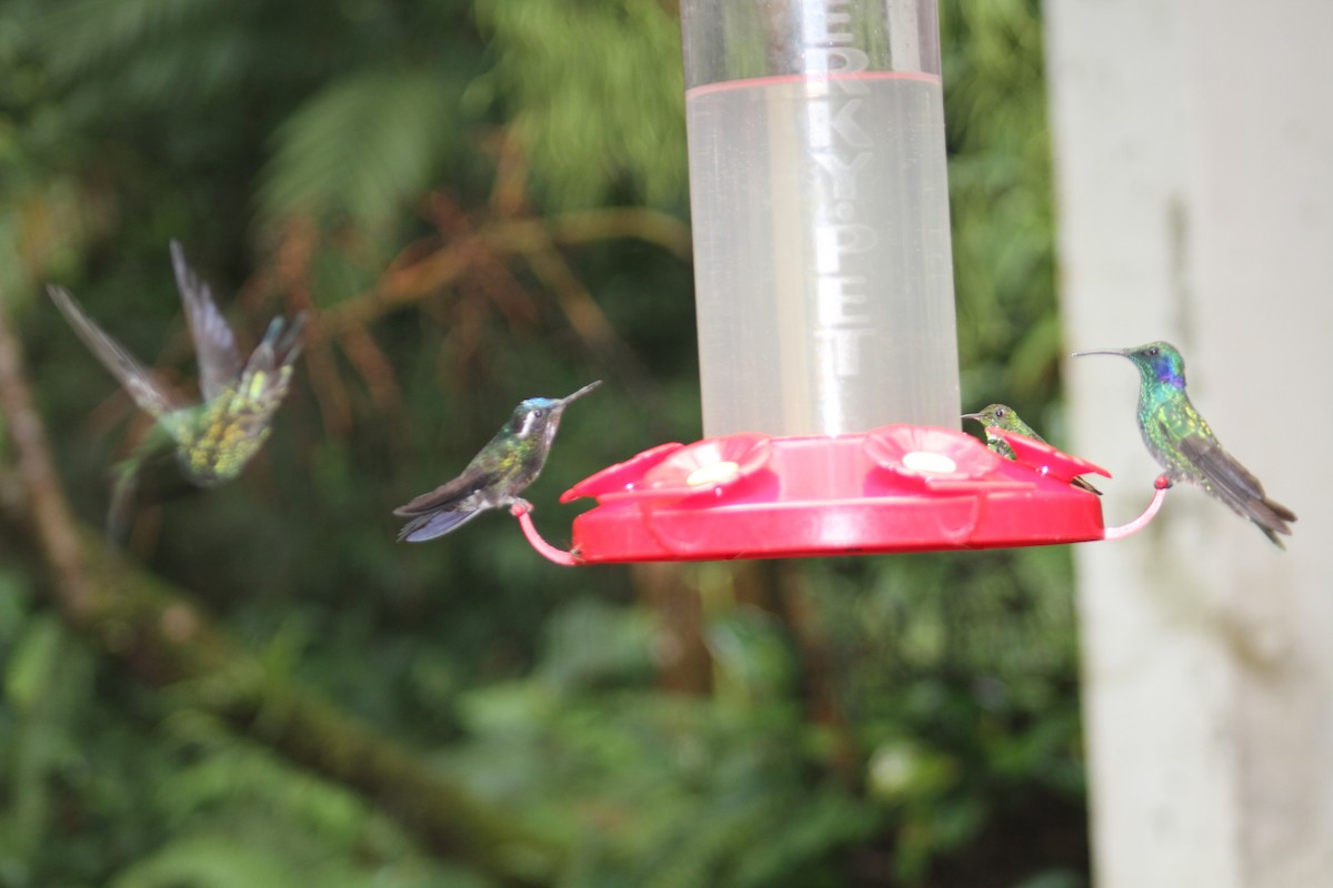 Colibri à gorge pourprée - ML140491591