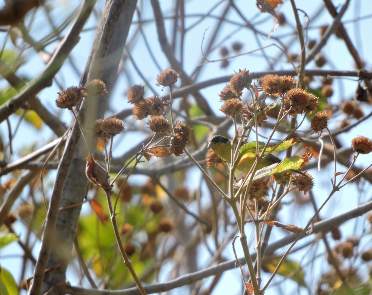 Lesser Goldfinch - ML140491751