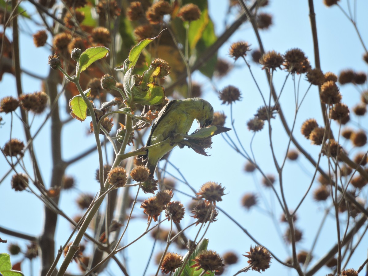 Lesser Goldfinch - Juan D Astorga