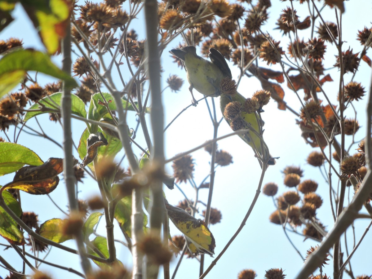 Lesser Goldfinch - ML140491821