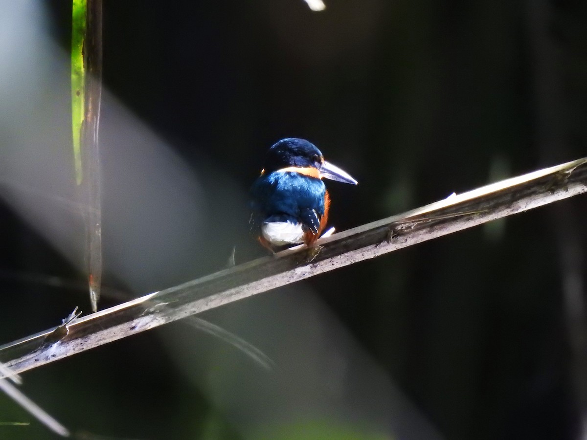 American Pygmy Kingfisher - ML140492211