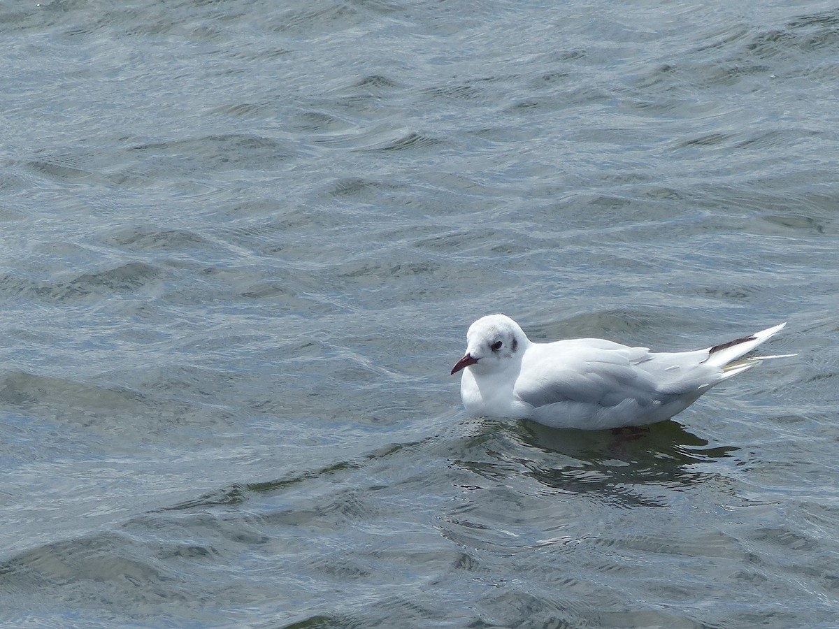 Brown-hooded Gull - ML140492351