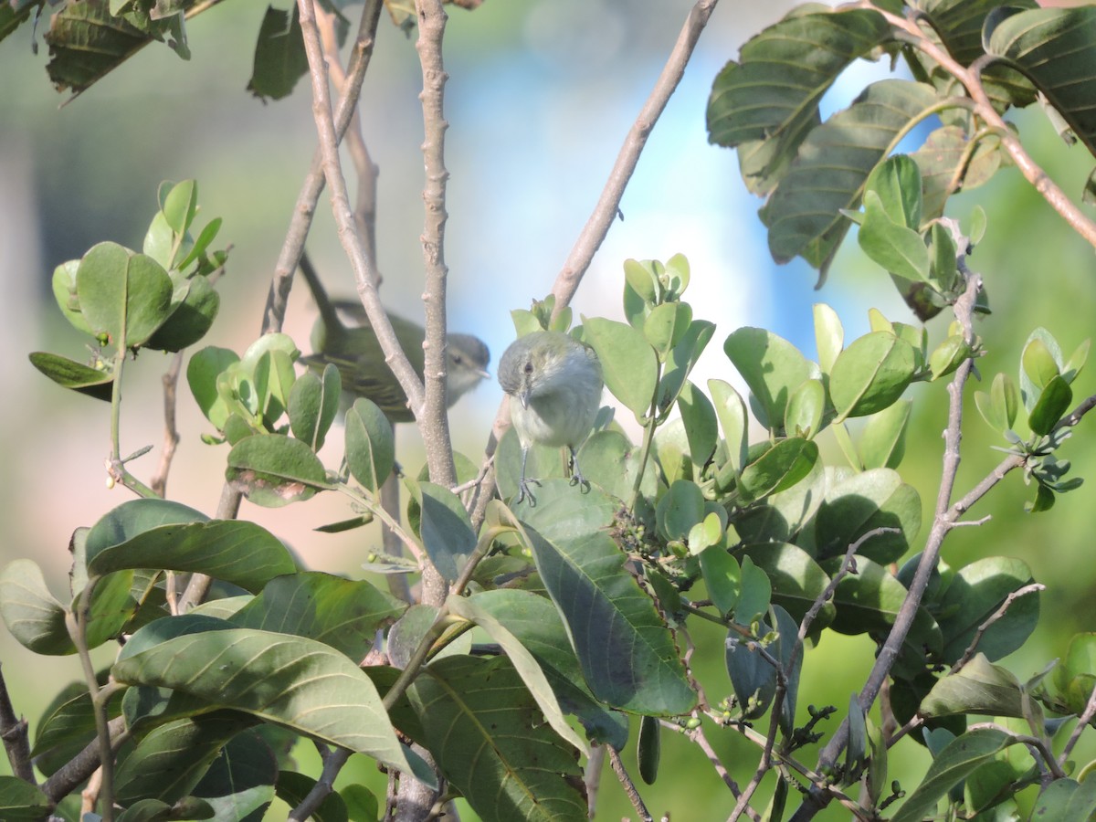 Mistletoe Tyrannulet - ML140492561