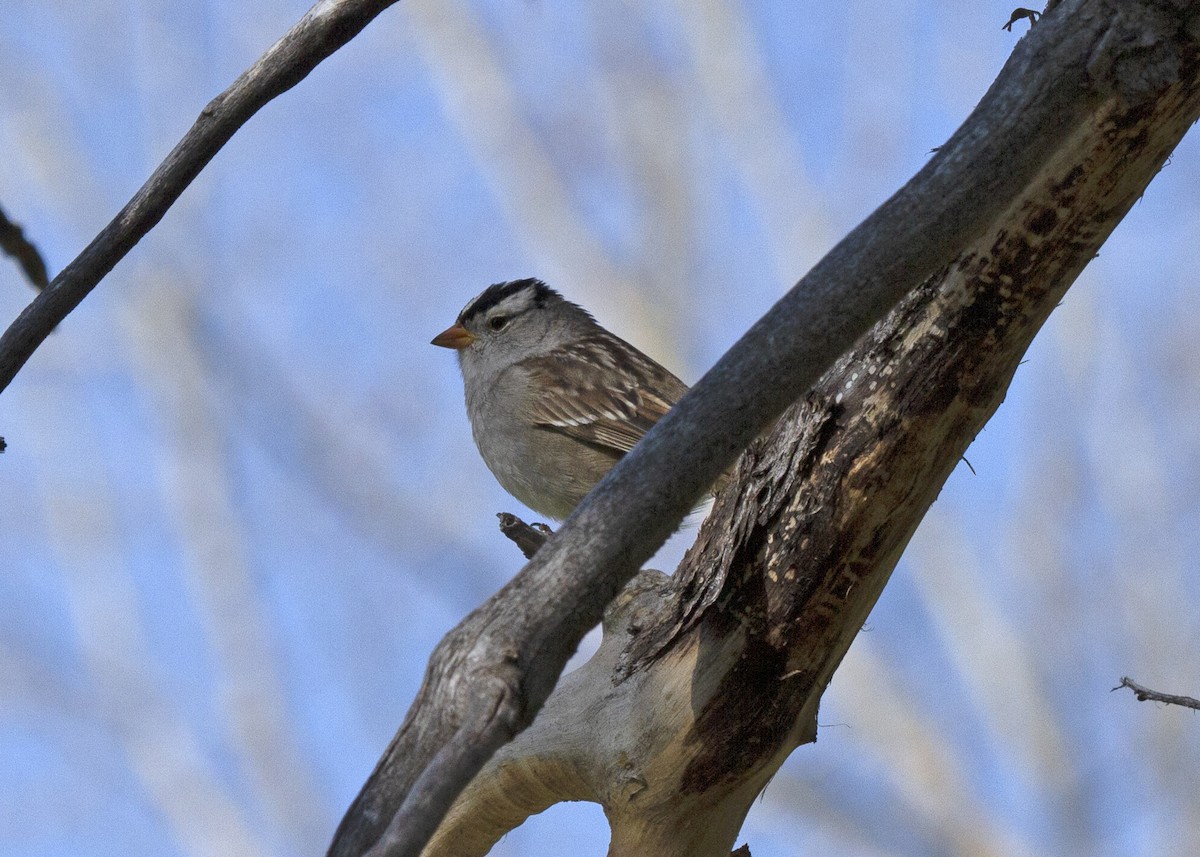 White-crowned Sparrow - Penelope Bauer