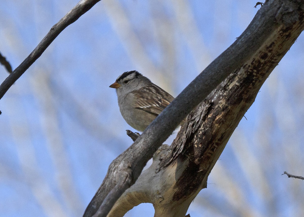 Bruant à couronne blanche - ML140493391