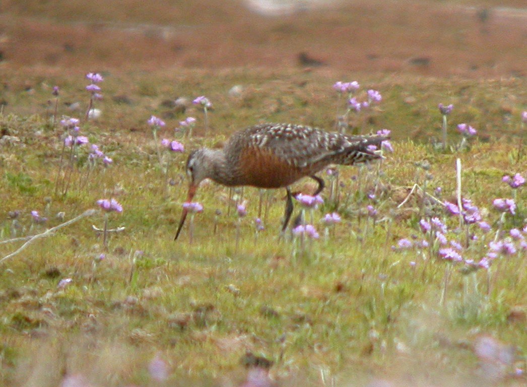 Hudsonian Godwit - ML140494801