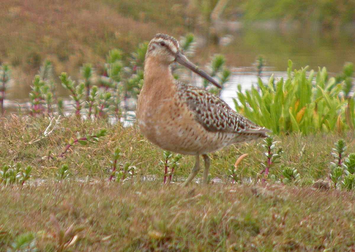 Short-billed Dowitcher - ML140495211