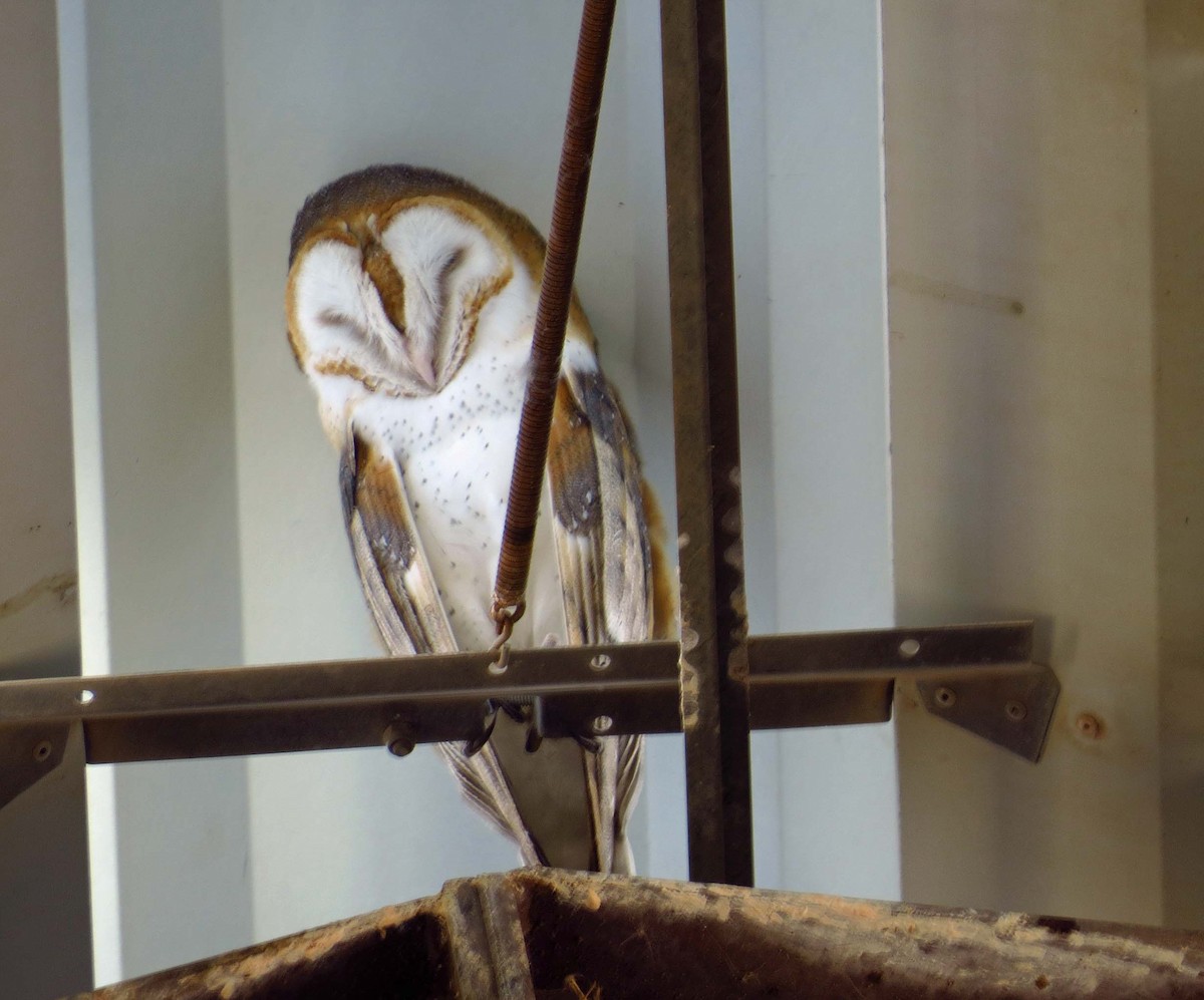 Barn Owl - ML140495261