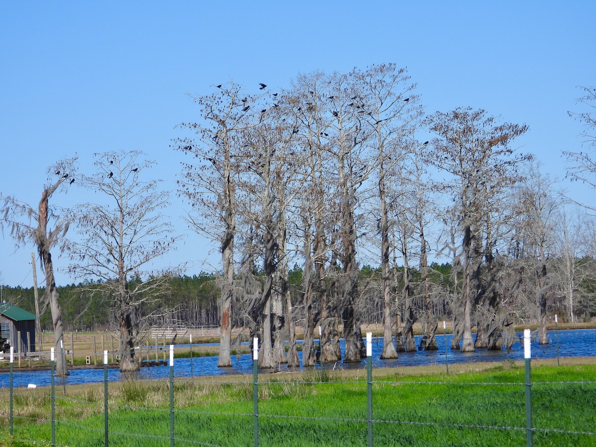 Cuervo Pescador - ML140495871