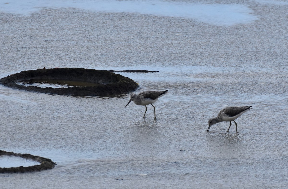 Common Greenshank - ML140496751