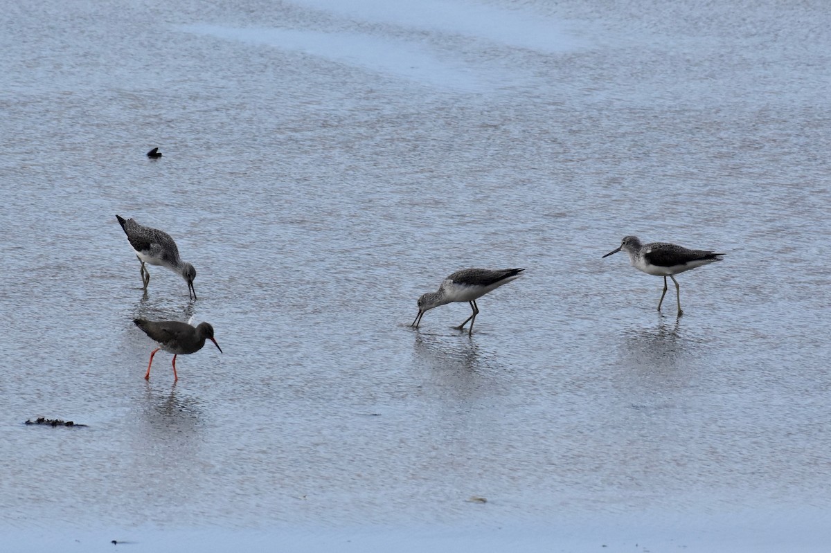 Common Greenshank - ML140496761