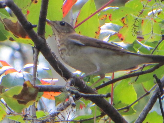 Veery - ML140496851