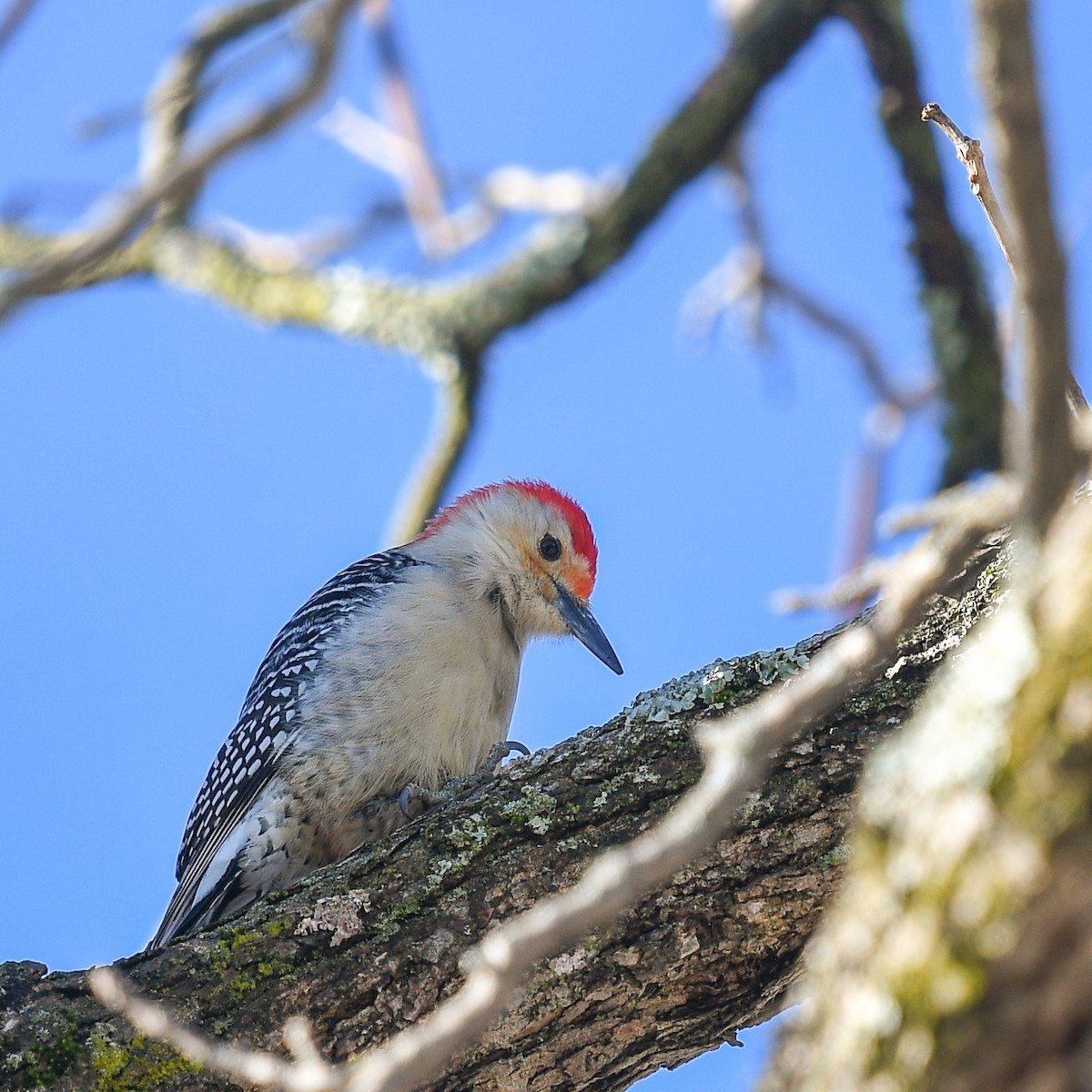 Red-bellied Woodpecker - Stuart Campbell