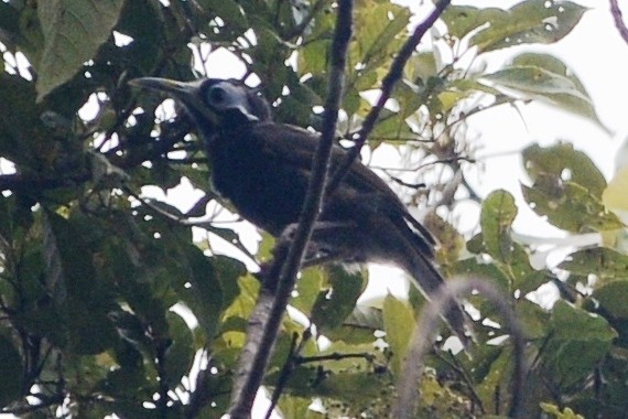 Vogelkop Melidectes - Cathy Pasterczyk