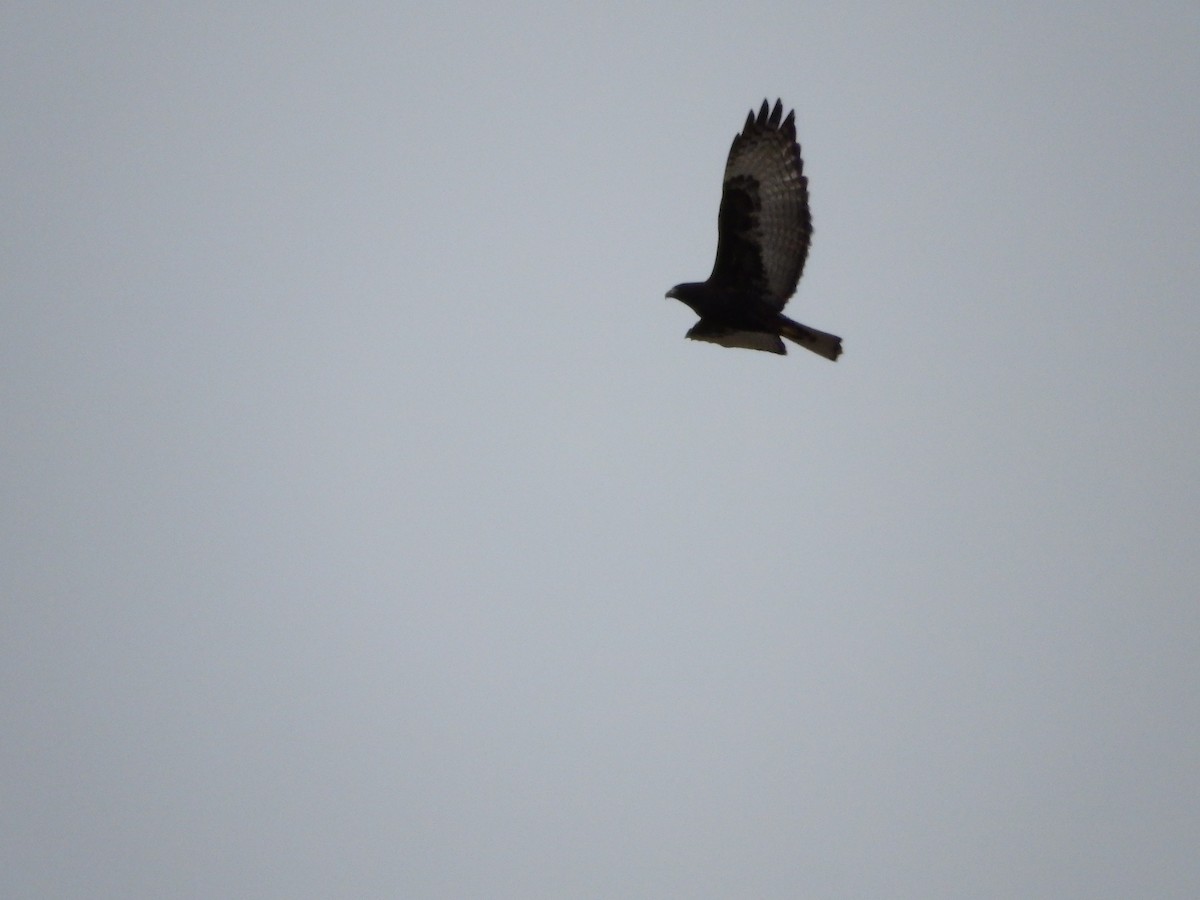 Red-tailed Hawk (Harlan's) - Lauren Brock