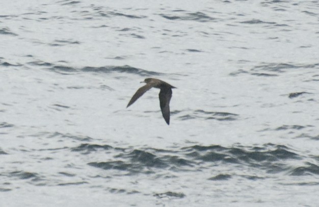 Flesh-footed Shearwater - ML140498781