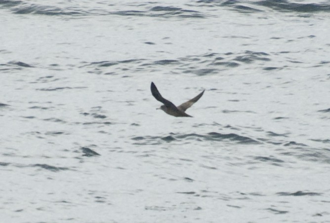 Flesh-footed Shearwater - ML140498791