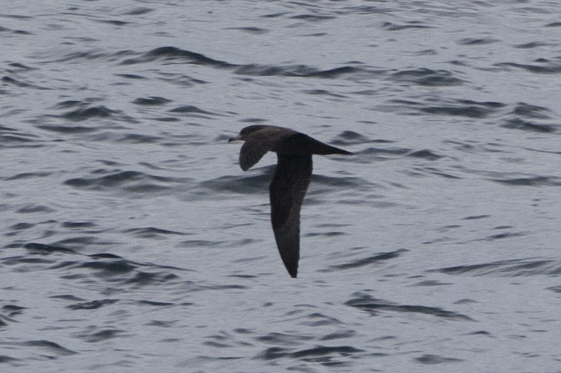 Flesh-footed Shearwater - ML140498911