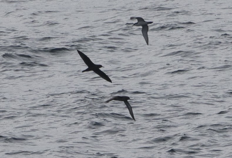 Flesh-footed Shearwater - ML140498921