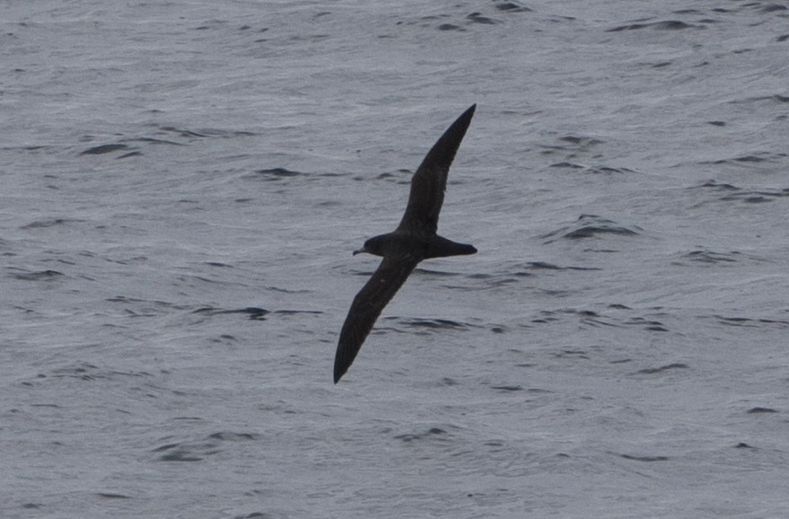 Flesh-footed Shearwater - ML140498931