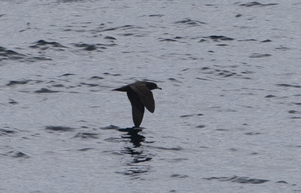 Flesh-footed Shearwater - ML140498941