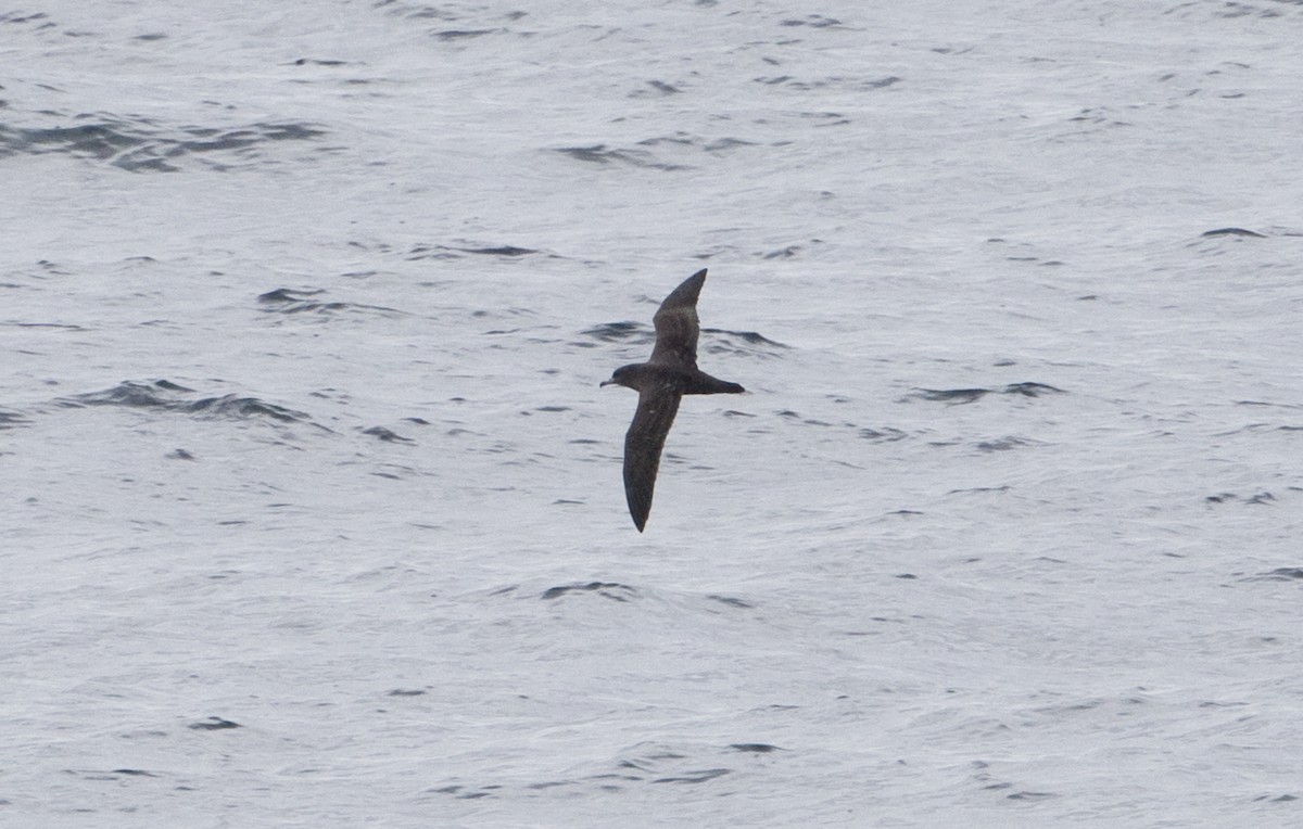 Flesh-footed Shearwater - ML140498951