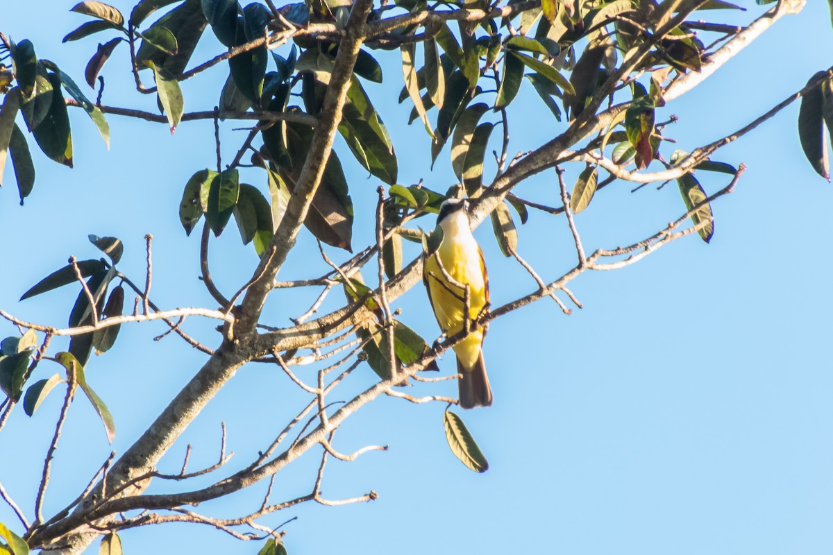 Great Kiskadee - Darryl Ryan