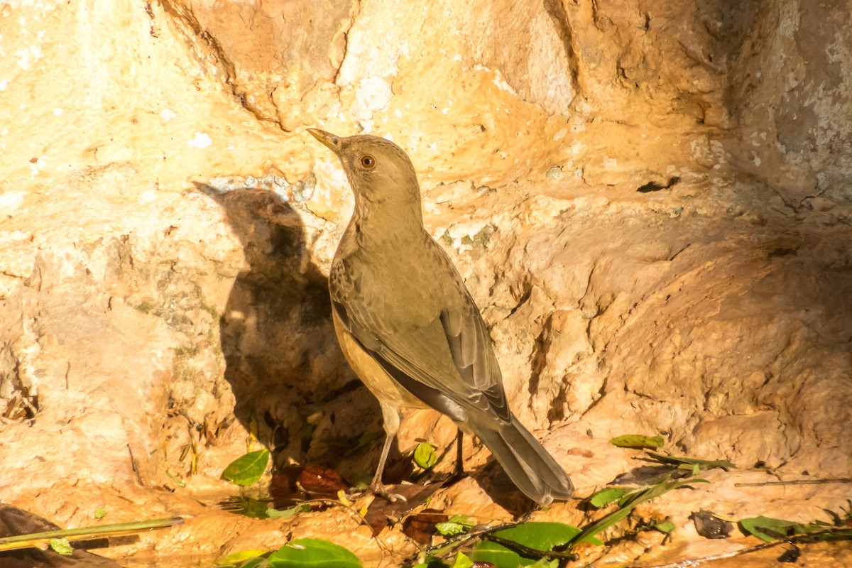 Clay-colored Thrush - Darryl Ryan